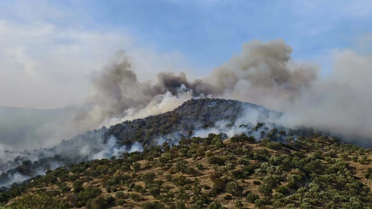 Aydın'da yangın: Bahçede temizlik için yakılan ateş ormana sıçradı haberinin görseli