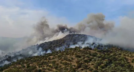 Aydın'da yangın: Bahçede temizlik için yakılan ateş ormana sıçradı