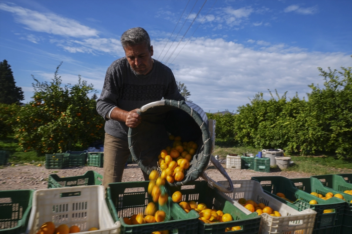 İzmir, Satsuma Üretiminde İkinci Sırada başlıklı video haberin görseli