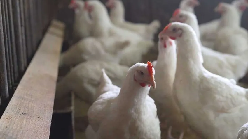 Kuş gribi virüsü van aldı! haberinin görseli