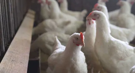 Kuş gribi virüsü van aldı!