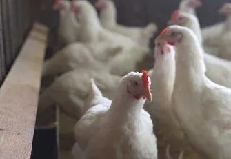 Kuş gribi virüsü van aldı!