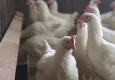 Kuş gribi virüsü van aldı!