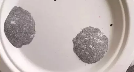 Böcek ailesinin ölümüne neden olan zehir, geçen yıl Alman öğrencinin ölümüne neden olmuş