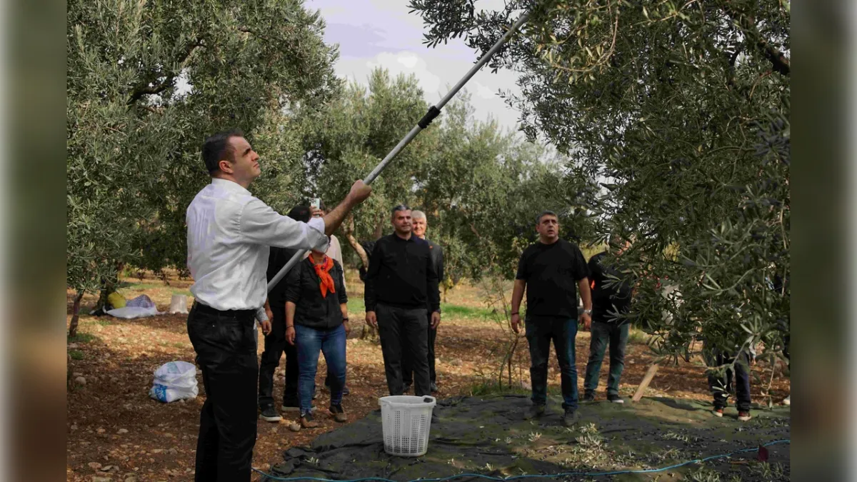 CHP’li Güç’ten zeytin hasadında iktidar mesajı: Gelecek kaygılarına son vereceğiz  haberinin görseli