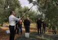 CHP’li Güç’ten zeytin hasadında iktidar mesajı: Gelecek kaygılarına son vereceğiz 