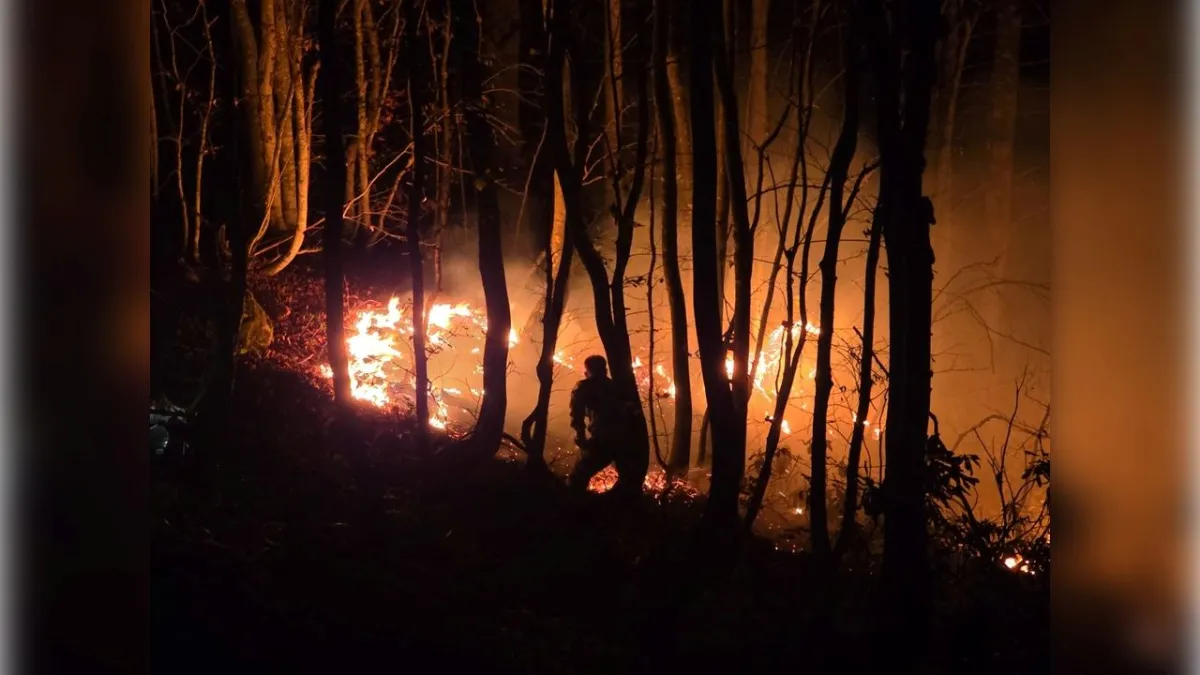 Ordu'da fındık bahçesi yangını ormana sıçradı haberinin görseli