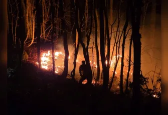 Ordu'da fındık bahçesi yangını ormana sıçradı