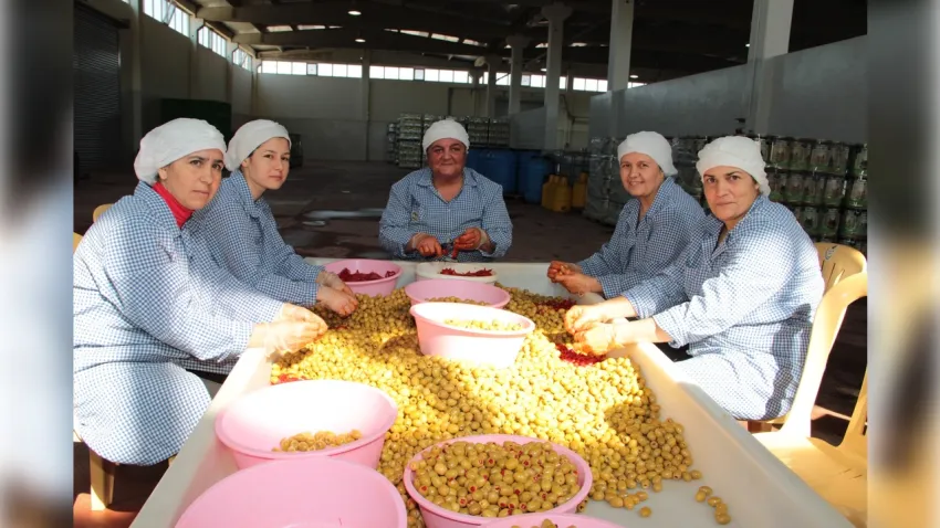 Sofralık zeytin ihracatı sezona güçlü başladı: İlk ayda yüzde 13 artış