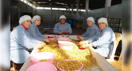Sofralık zeytin ihracatı sezona güçlü başladı: İlk ayda yüzde 13 artış