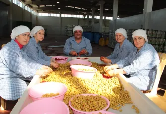 Sofralık zeytin ihracatı sezona güçlü başladı: İlk ayda yüzde 13 artış
