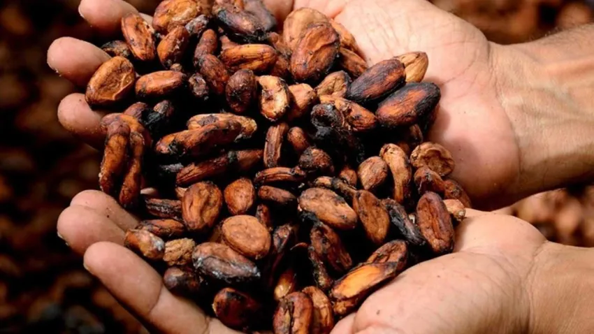 Çikolata severlere iyi haber: Kakao fiyatları düştü! 