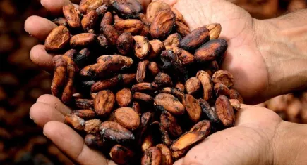 Çikolata severlere iyi haber: Kakao fiyatları düştü! 
