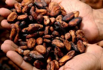 Çikolata severlere iyi haber: Kakao fiyatları düştü! 