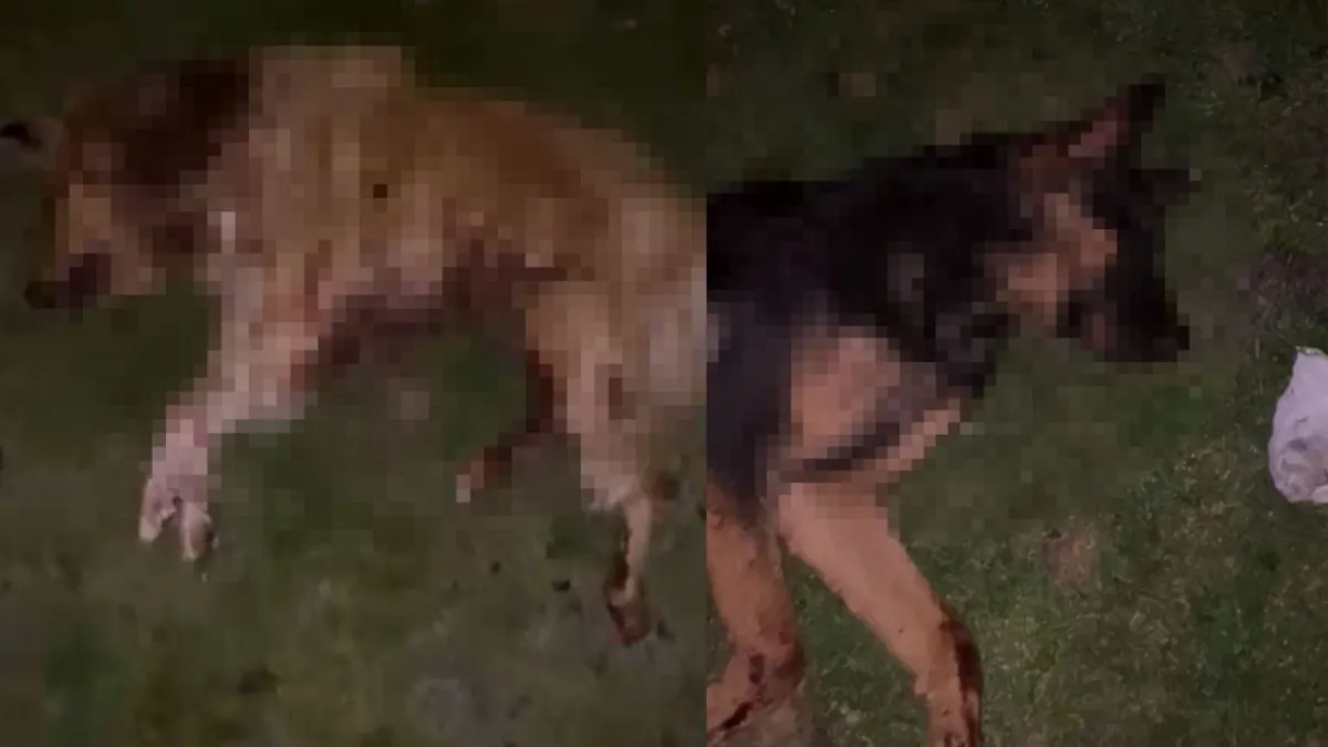 Samsun’da dehşet: 9 köpek çöp kutusunda ölü bulundu, valilik soruşturma başlattı haberinin görseli