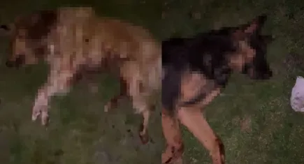 Samsun’da dehşet: 9 köpek çöp kutusunda ölü bulundu, valilik soruşturma başlattı