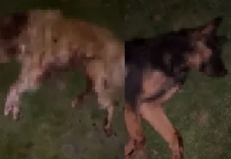 Samsun’da dehşet: 9 köpek çöp kutusunda ölü bulundu, valilik soruşturma başlattı