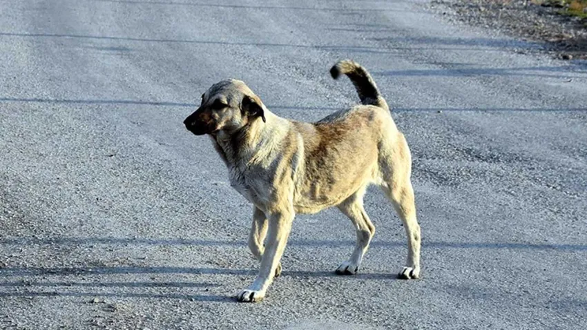 Sokakta köpek beslemek yasaklandı! haberinin görseli