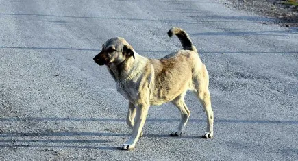Sokakta köpek beslemek yasaklandı!