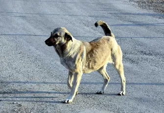 Sokakta köpek beslemek yasaklandı!