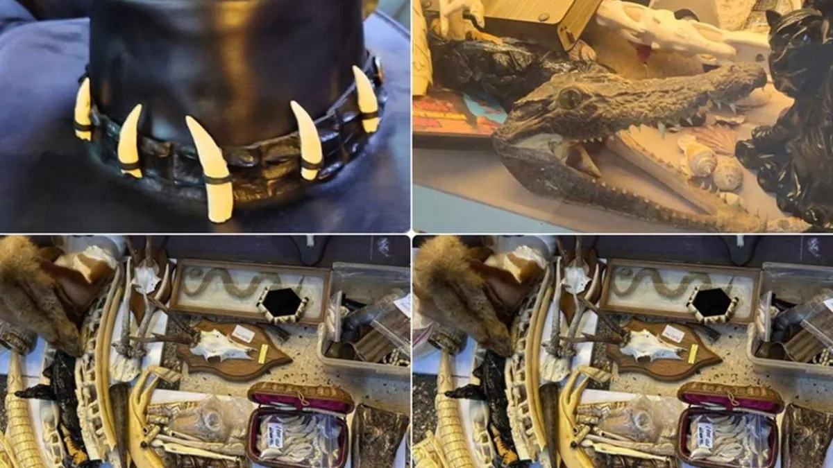 İstanbul'da kaçak yaban hayatı operasyonu haberinin görseli