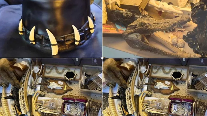 İstanbul'da kaçak yaban hayatı operasyonu haberinin görseli