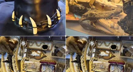 İstanbul'da kaçak yaban hayatı operasyonu