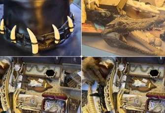 İstanbul'da kaçak yaban hayatı operasyonu