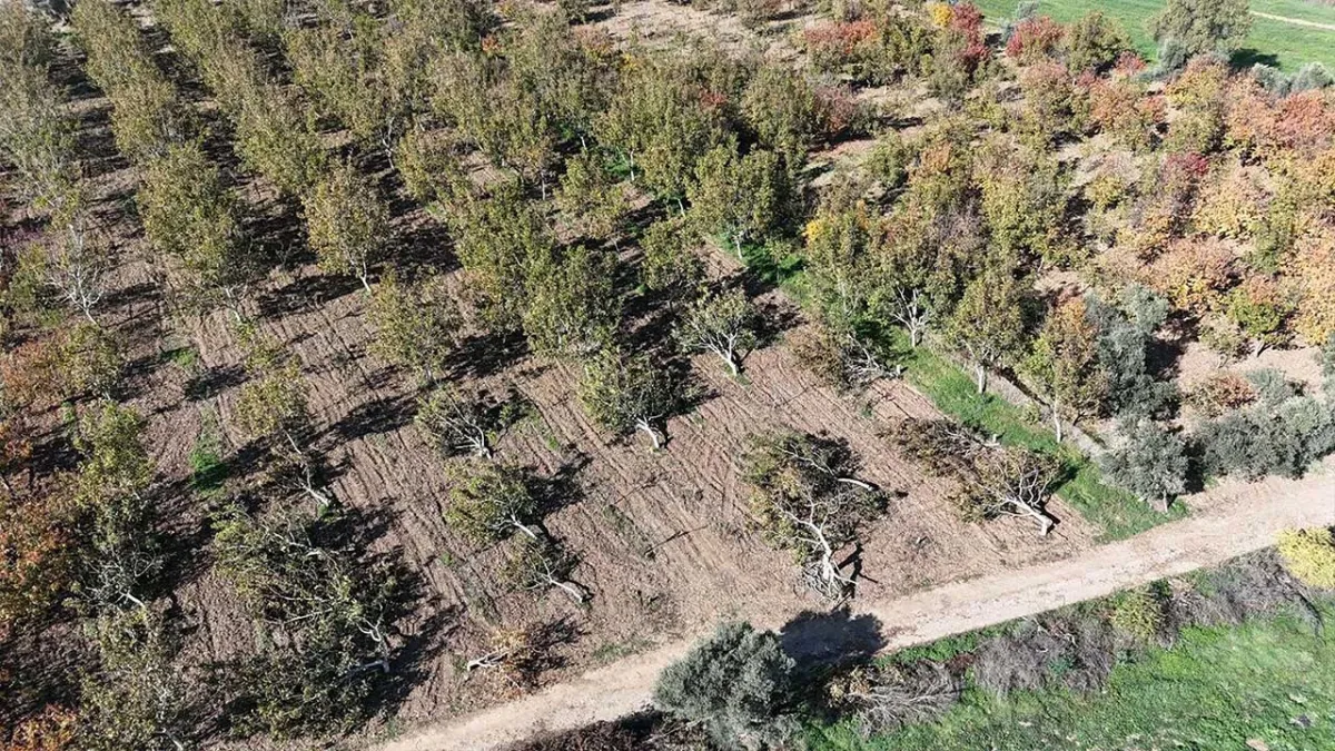 İzmir haber: Kemalpaşa'da 30 ceviz ağacı kökünden kesildi haberinin görseli