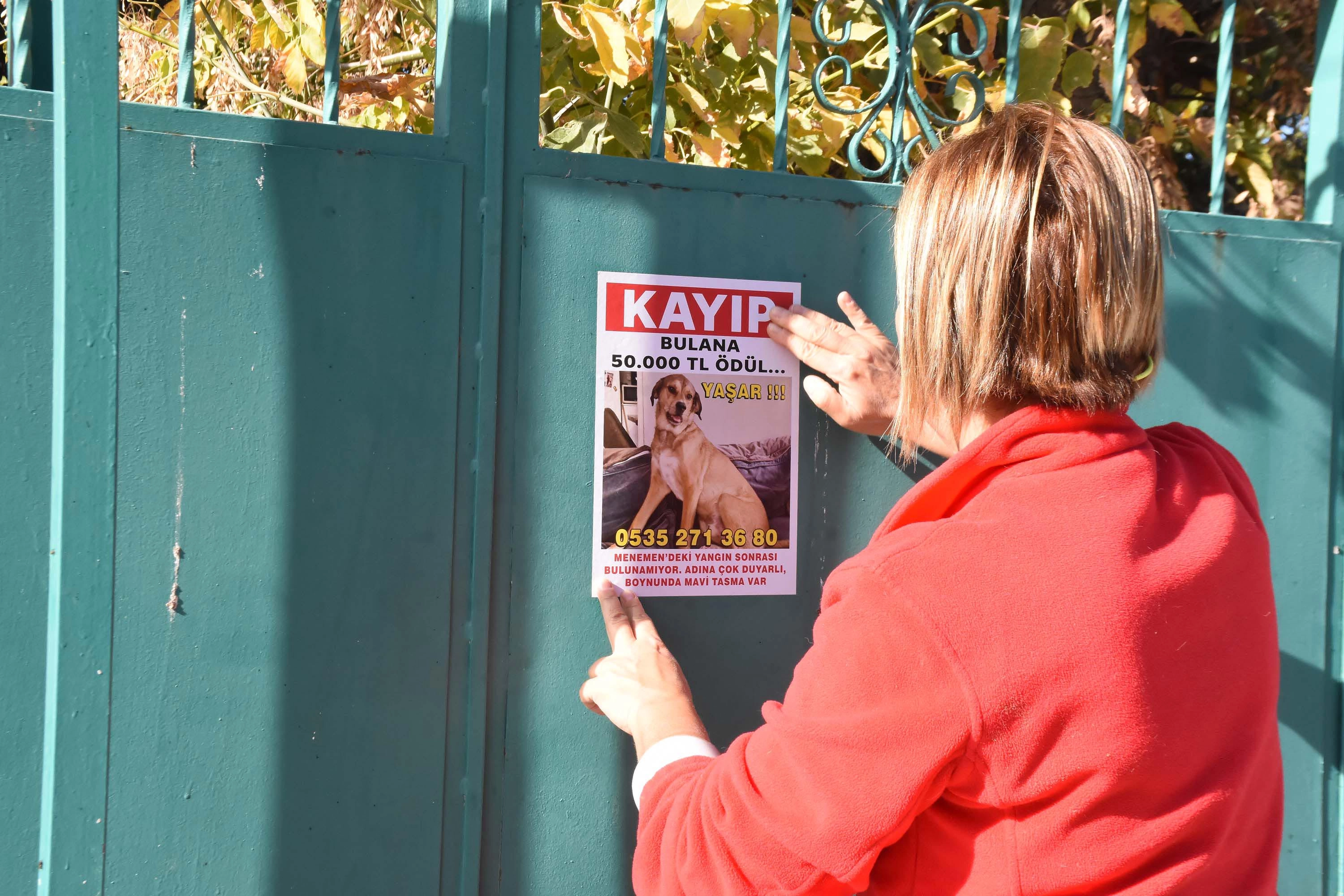 Ayşe Küçüksille, Kaybolan Köpeği Yaşar’ı Bulmak İçin Umut Arıyor başlıklı video haberin görseli