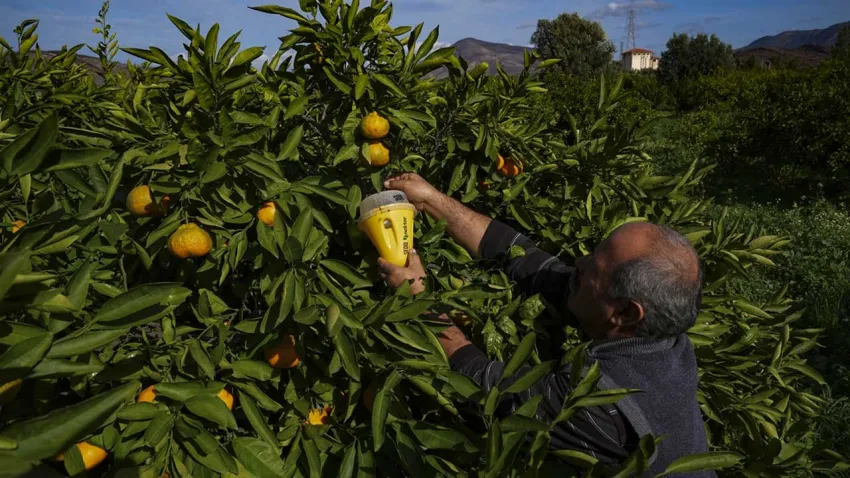 Kurulan tuzaklar mandalinada ilaç kullanımını azalttı
