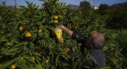 Kurulan tuzaklar mandalinada ilaç kullanımını azalttı