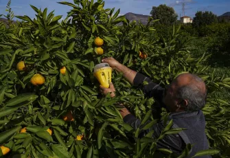 Kurulan tuzaklar mandalinada ilaç kullanımını azalttı