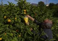 Kurulan tuzaklar mandalinada ilaç kullanımını azalttı