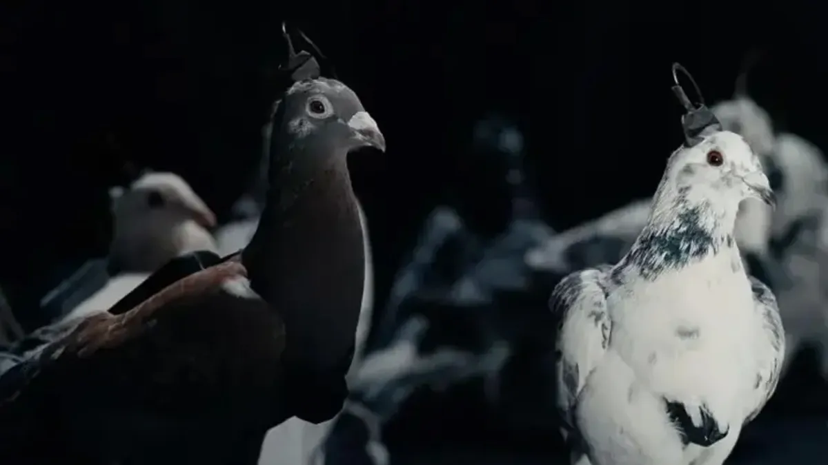 Rusya’dan şaşırtan teknoloji: Güvercinlere çip takıldı! ‘Biyo-Dron Güvercinler’ tanıtıldı haberinin görseli