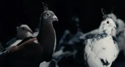Rusya’dan şaşırtan teknoloji: Güvercinlere çip takıldı! ‘Biyo-Dron Güvercinler’ tanıtıldı