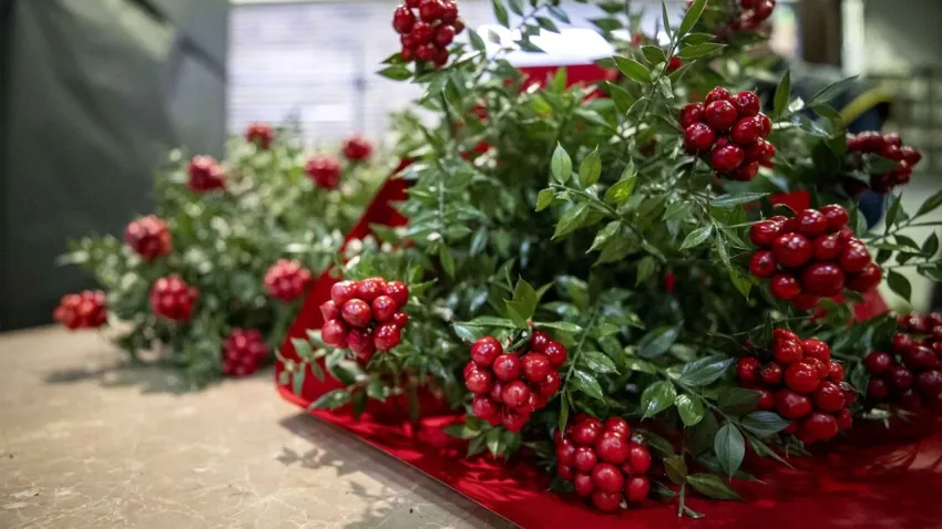 Yılbaşı yaklaştı, kokinalar yerini almaya başladı: Kokinanın fiyatı nedir? Güncel kokina fiyatları haberinin görseli