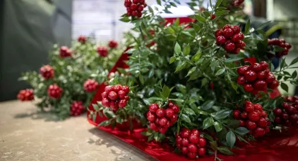 Yılbaşı yaklaştı, kokinalar yerini almaya başladı: Kokinanın fiyatı nedir? Güncel kokina fiyatları