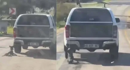 Milas’ta dehşet: Kamyonete bağlanıp sürüklenen köpek ölü bulundu, iki şüpheli yakalandı