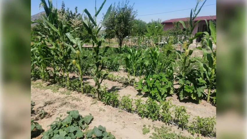 Efes Tarlası Yaşam Köyü yerel tohumu Türkiye’ye yayıyor
