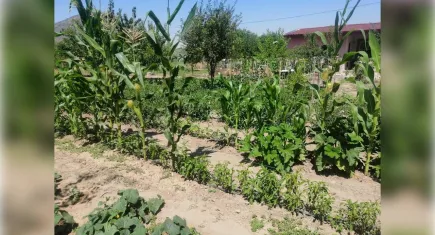 Efes Tarlası Yaşam Köyü yerel tohumu Türkiye’ye yayıyor