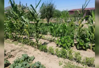 Efes Tarlası Yaşam Köyü yerel tohumu Türkiye’ye yayıyor