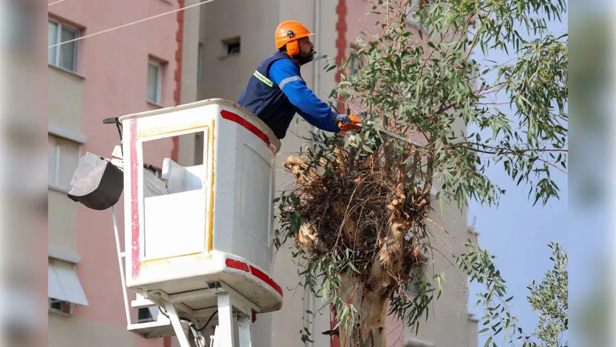 Buca’da Ağaç Budama Çalışmaları Hız Kazandı haberinin görseli