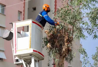 Buca’da Ağaç Budama Çalışmaları Hız Kazandı