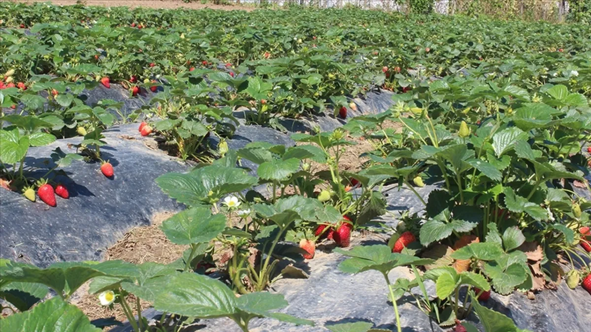Organik ve İyi tarım katlanarak arttı haberinin görseli