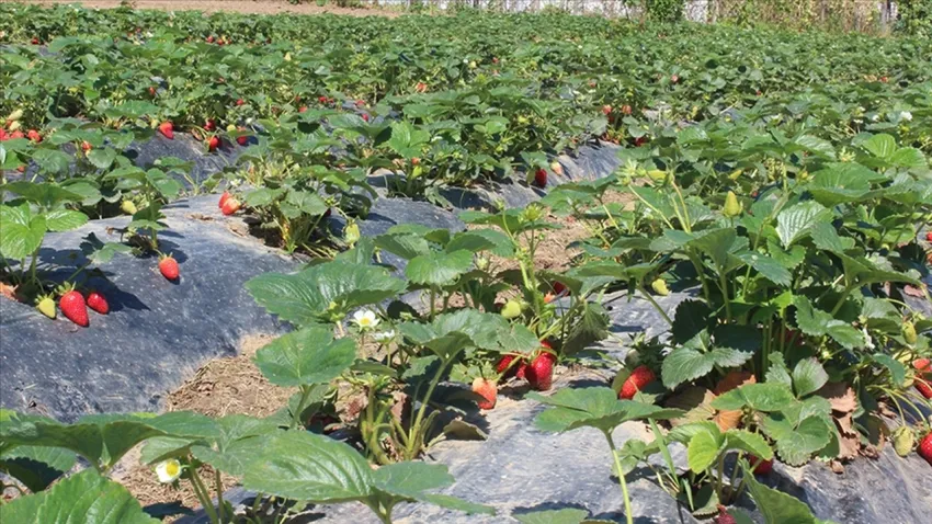 Organik ve İyi tarım katlanarak arttı haberinin görseli