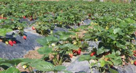 Organik ve İyi tarım katlanarak arttı