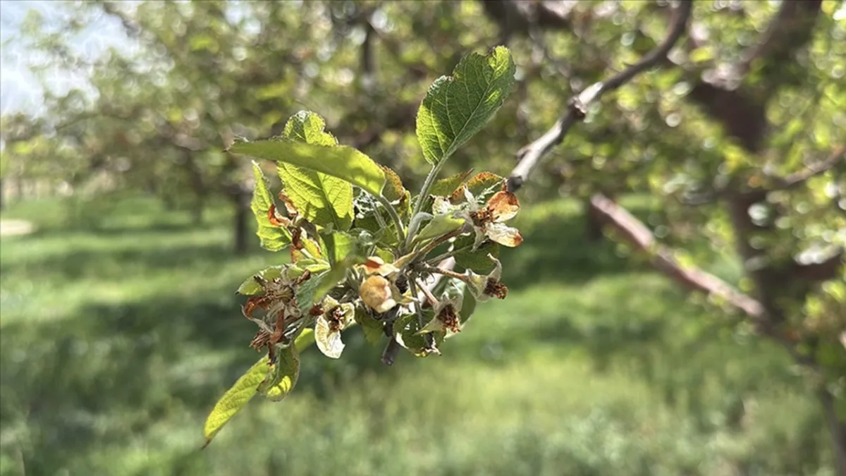 Zirai Don Üreticilere 23 Milyar Liralık Tazminat Getirdi haberinin görseli