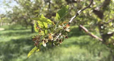 Zirai Don Üreticilere 23 Milyar Liralık Tazminat Getirdi
