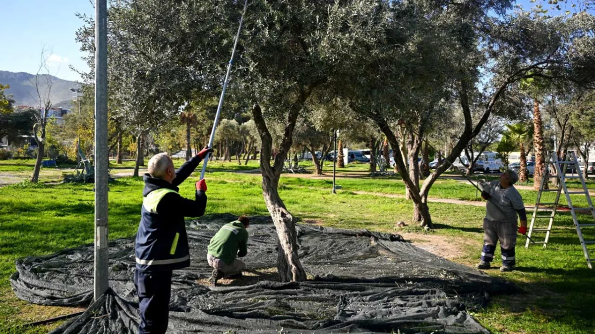 Bornova’da Zeytin Hasadı başladı haberinin görseli